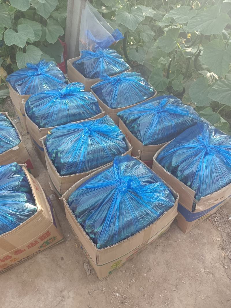 精品黄瓜大量上市，