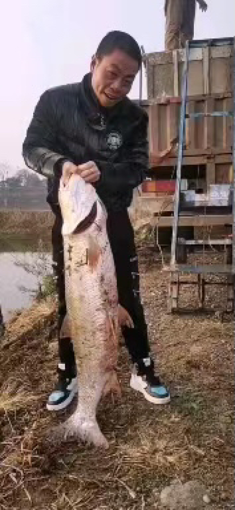 鳡鱼路亚可下鱤鱼赶鱼