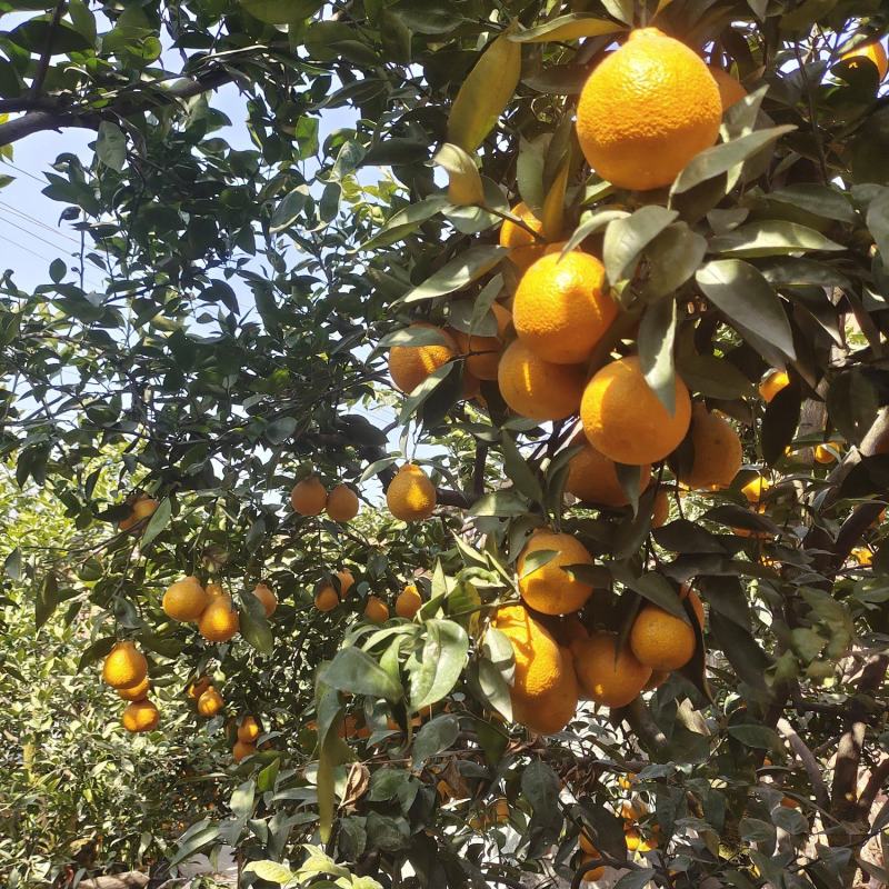石棉黄果柑