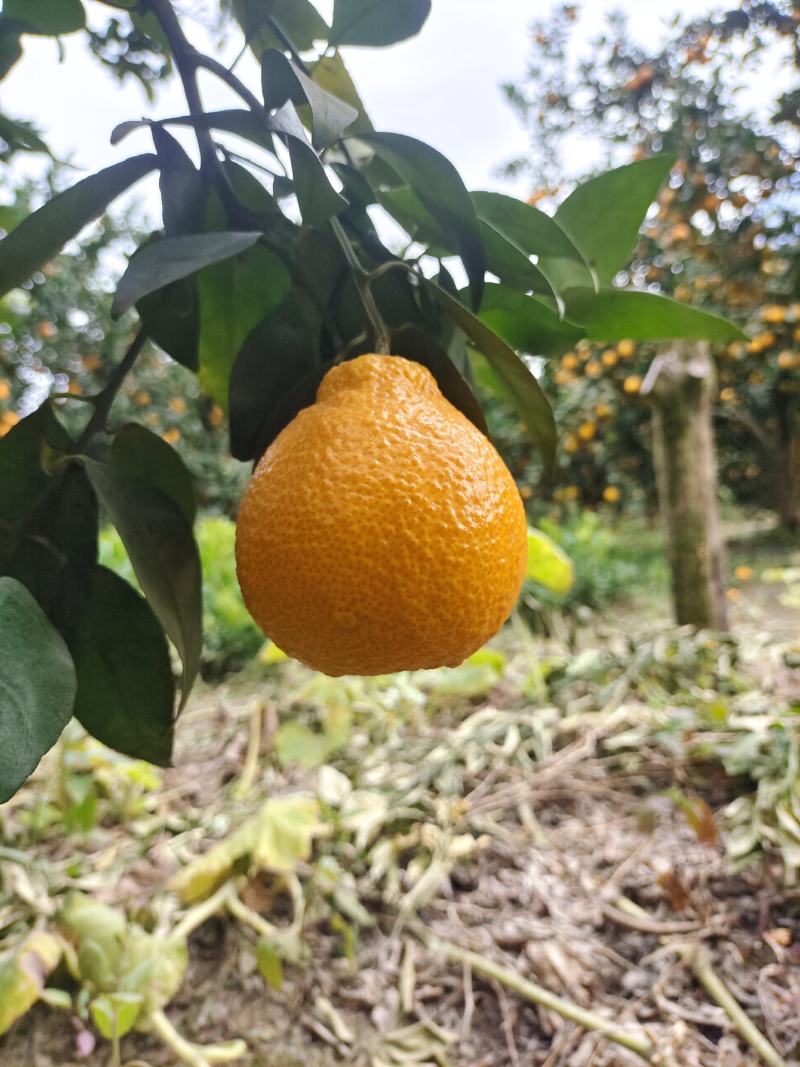 石棉黄果柑