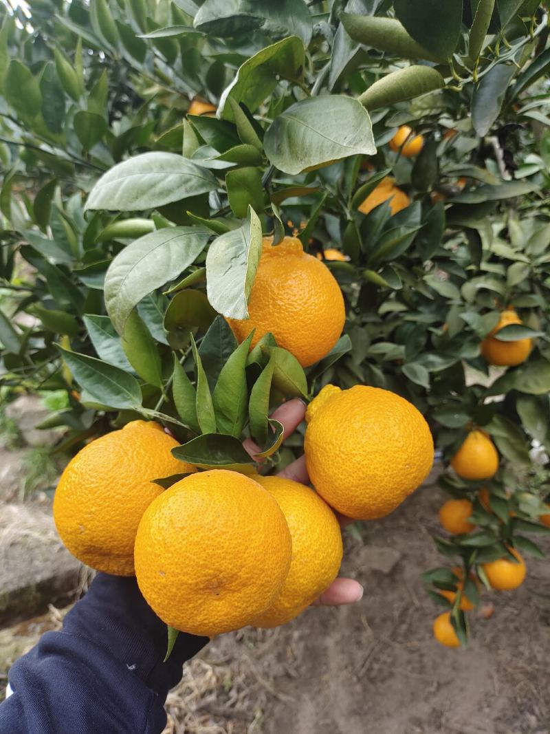 石棉黄果柑