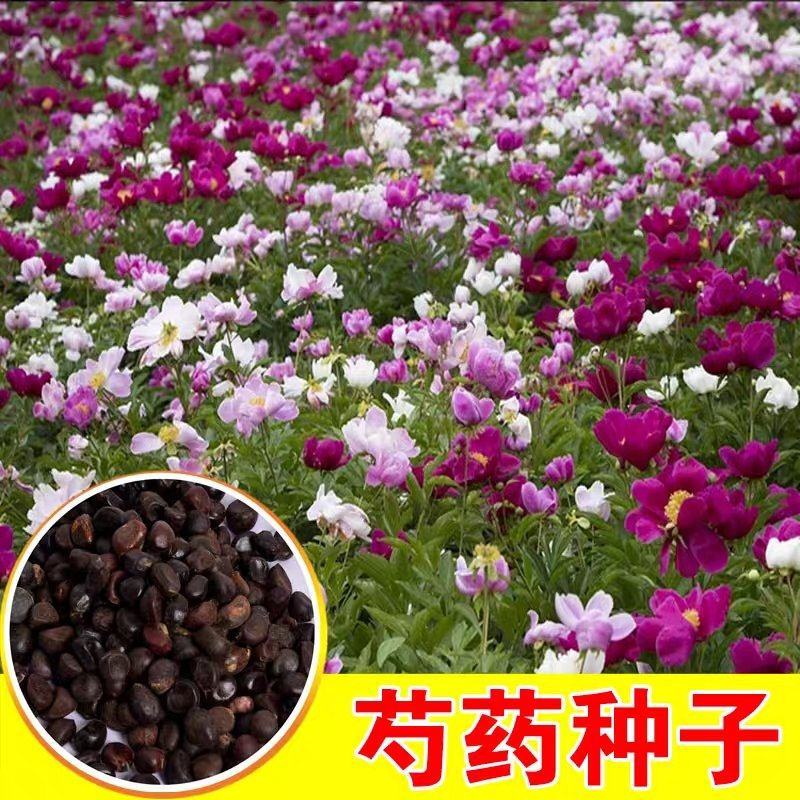 芍药花种子室内盆栽花卉植物种子阳台庭院四季种植芍药
