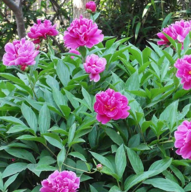 芍药花种子室内盆栽花卉植物种子阳台庭院四季种植芍药