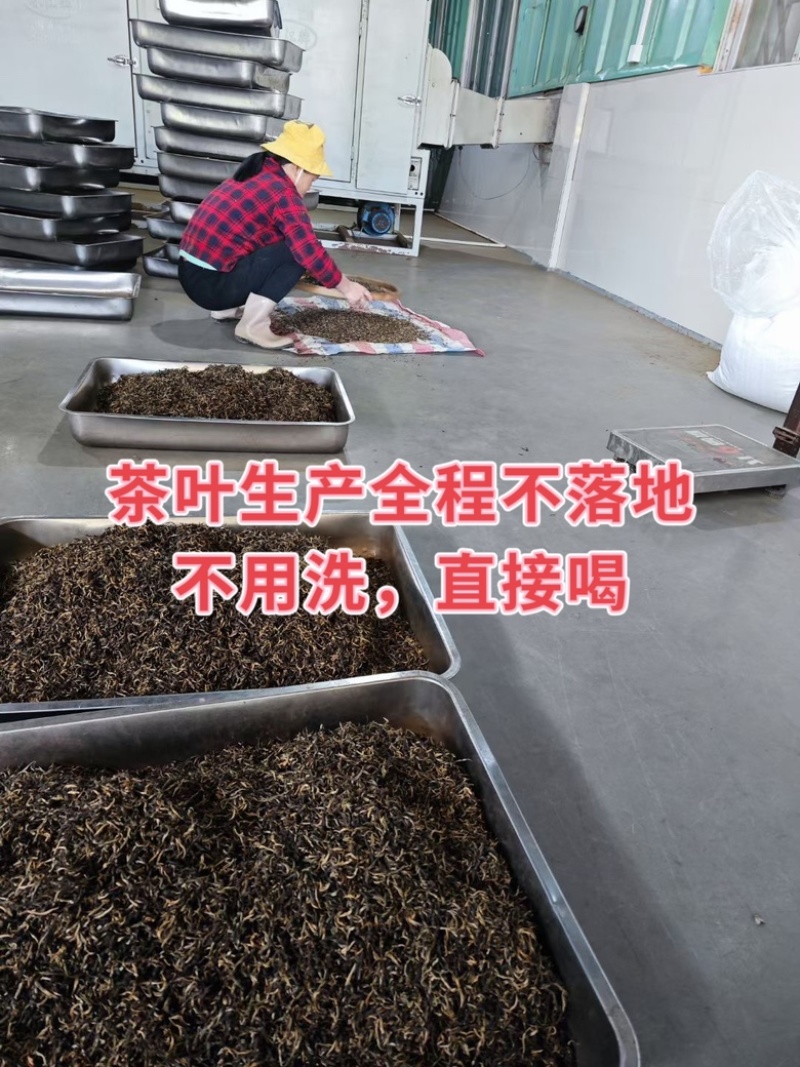 2023年英德红茶英德老树茶春茶