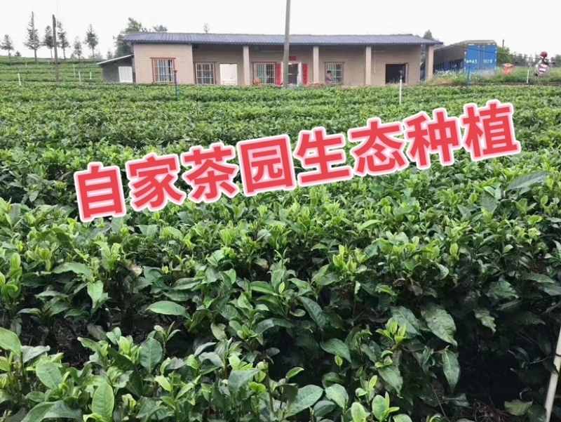 2023年英德红茶英德老树茶春茶