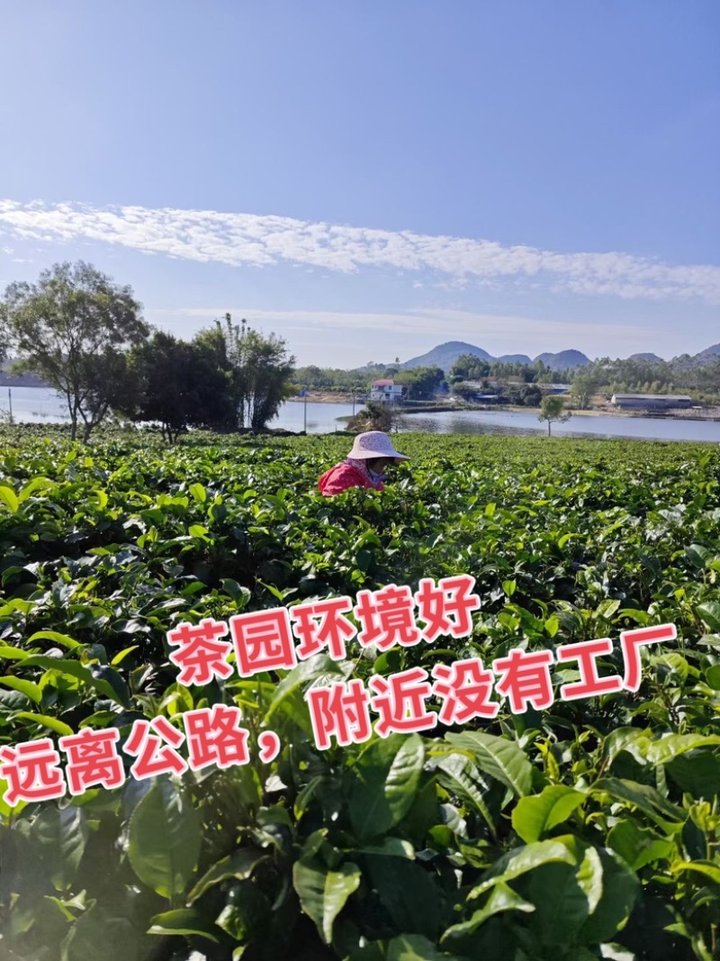 2023年英德红茶英德老树茶春茶