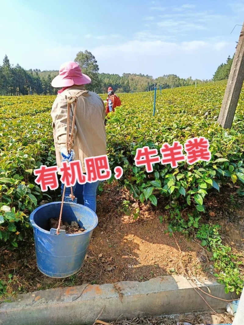 2023年英德红茶英德老树茶春茶