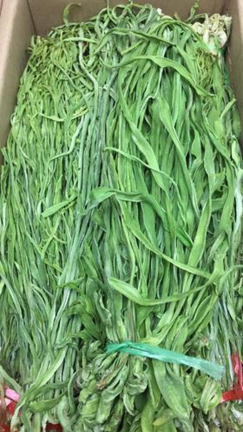 云南高山贡菜。预定，预售