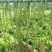 云南高山贡菜。预定，预售