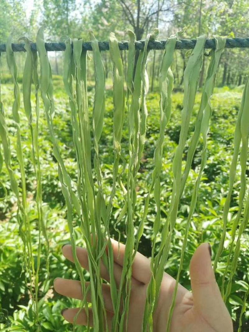 云南高山贡菜。预定，预售