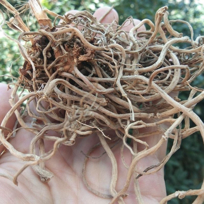百尾笋，万寿竹根，白龙须，白毛七