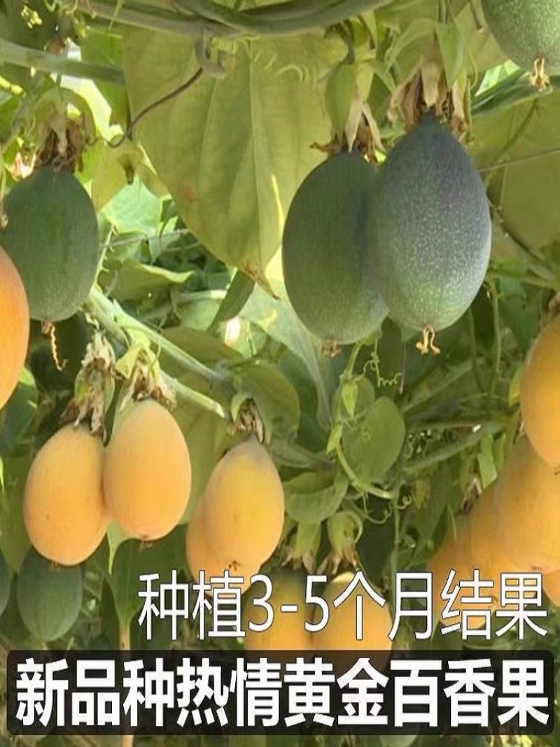 哥伦比亚热情果苗