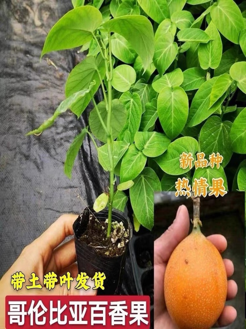哥伦比亚热情果苗