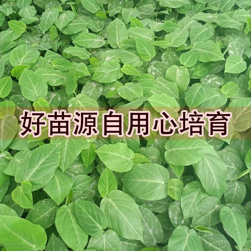 哥伦比亚热情果苗