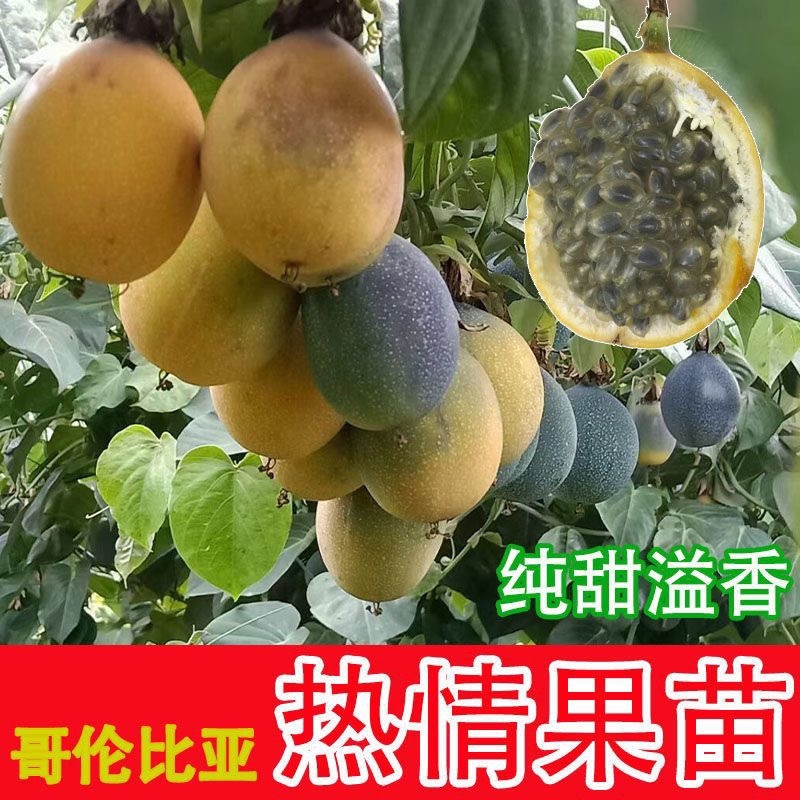 哥伦比亚热情果苗