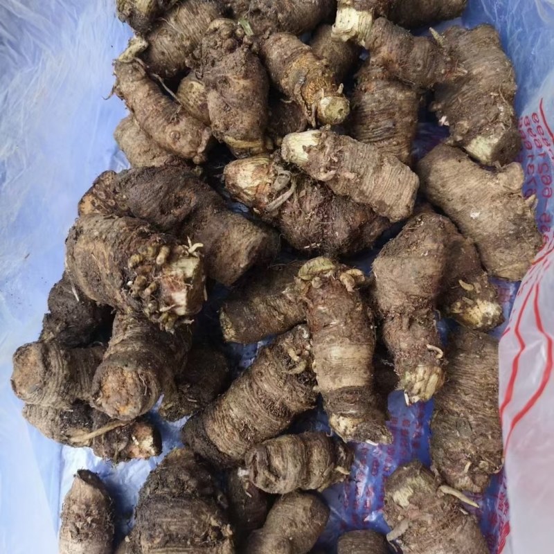 半截烂，雪里见新鲜块茎