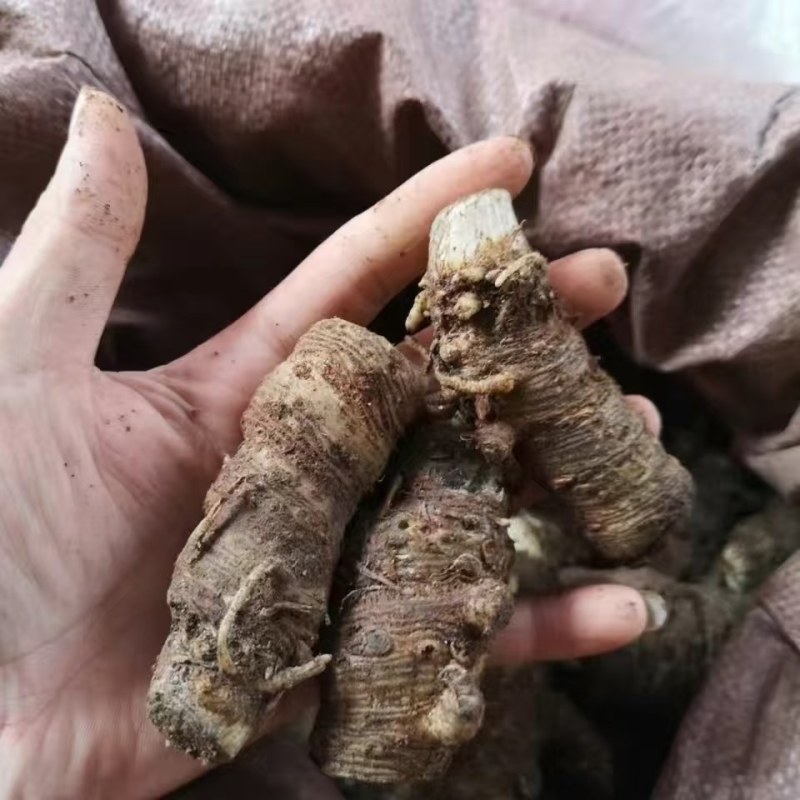 半截烂，雪里见新鲜块茎