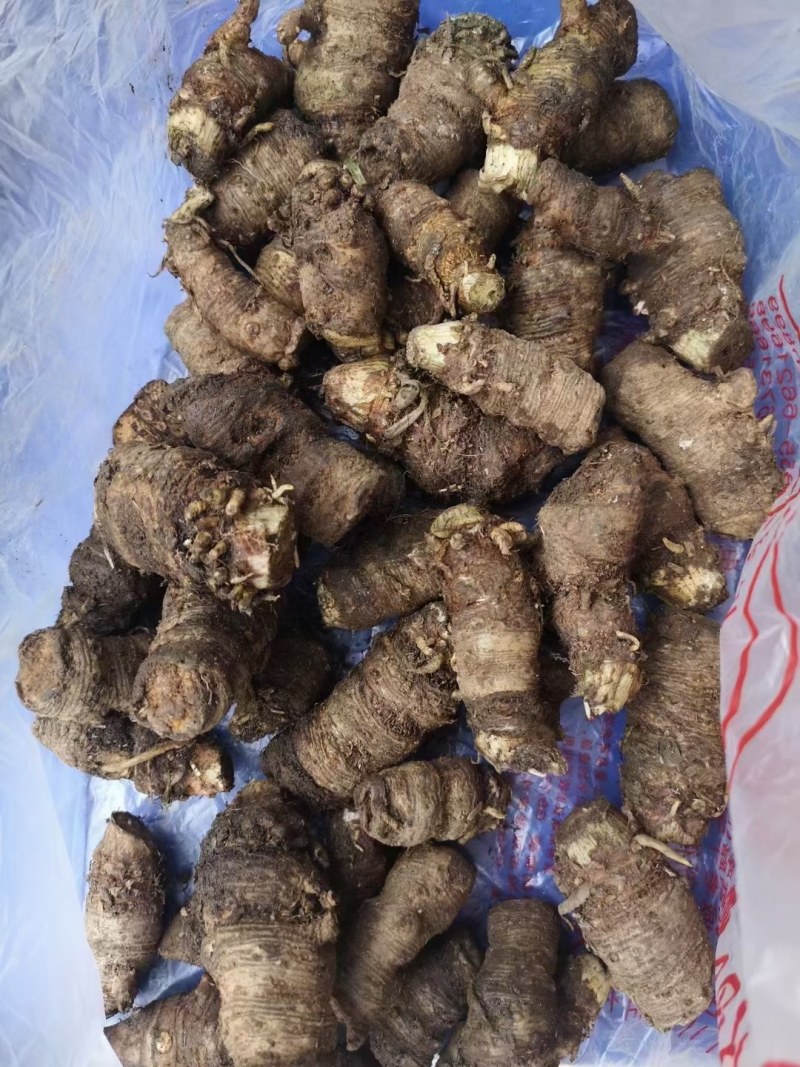 半截烂，雪里见新鲜块茎