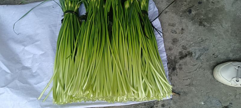 新鲜蒜苔，全国最好吃的彭州蒜苔即将上市，欢迎采购来聊