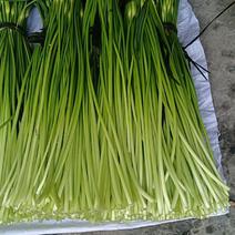新鲜蒜苔，全国最好吃的彭州蒜苔即将上市，欢迎采购来聊