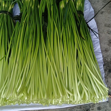 新鲜蒜苔，全国最好吃的彭州蒜苔即将上市，欢迎采购来聊