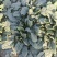 【推荐】波菜，现挖现卖，营养丰富，无添加，无农药