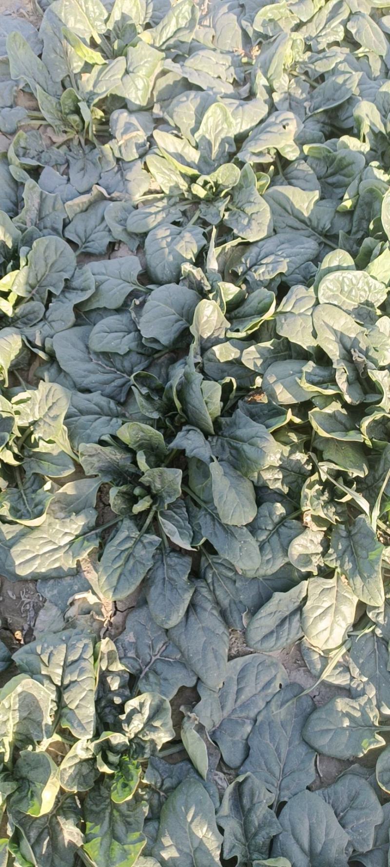【推荐】波菜，现挖现卖，营养丰富，无添加，无农药