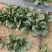 【推荐】波菜，现挖现卖，营养丰富，无添加，无农药
