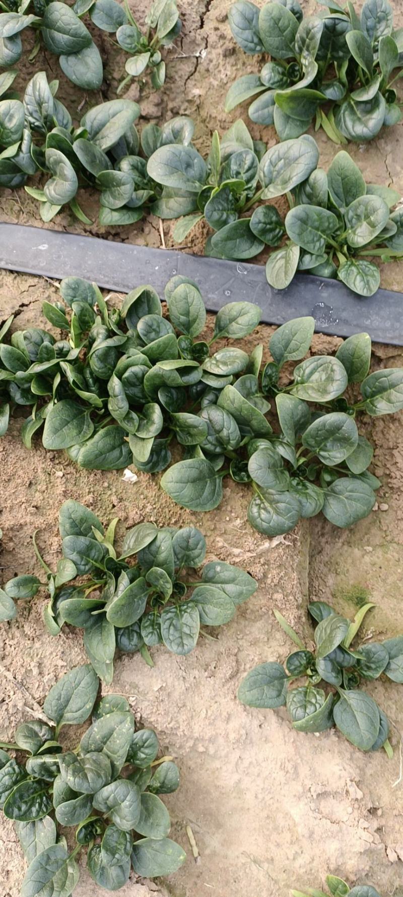 【推荐】波菜，现挖现卖，营养丰富，无添加，无农药