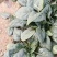 【推荐】波菜，现挖现卖，营养丰富，无添加，无农药