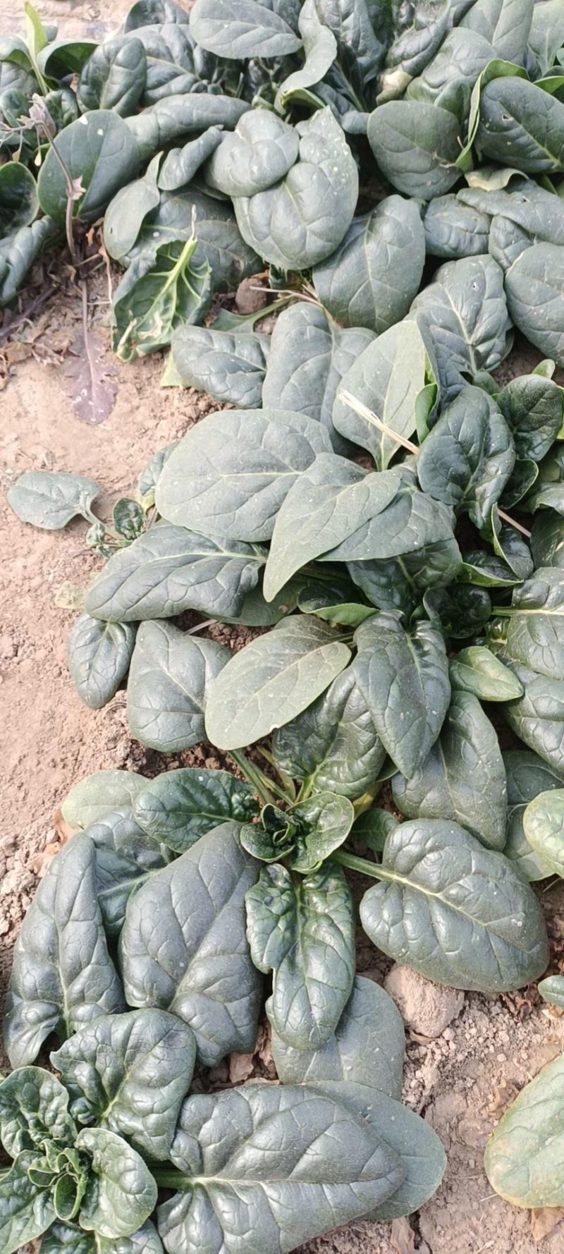 【推荐】波菜，现挖现卖，营养丰富，无添加，无农药
