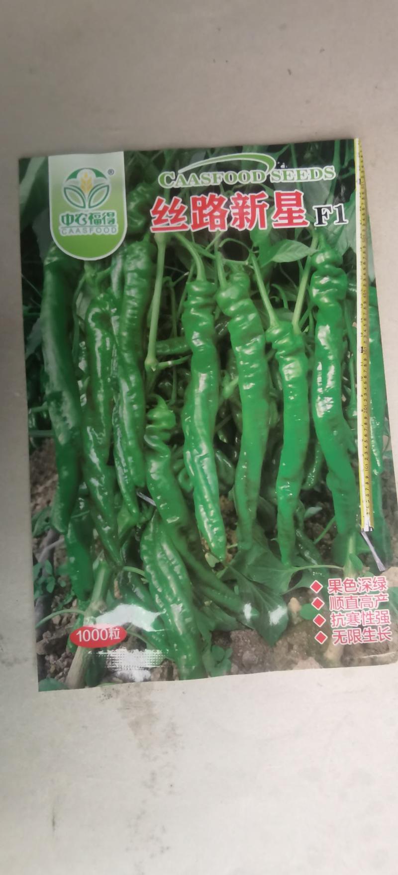 螺丝椒种子丝路新星抗寒早熟果色深绿顺直高产无限生长
