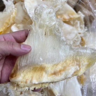 翅花五羊金勾茶勾勿骨鱼翅菊花鱼翅黑角鱼翅各种鱼翅