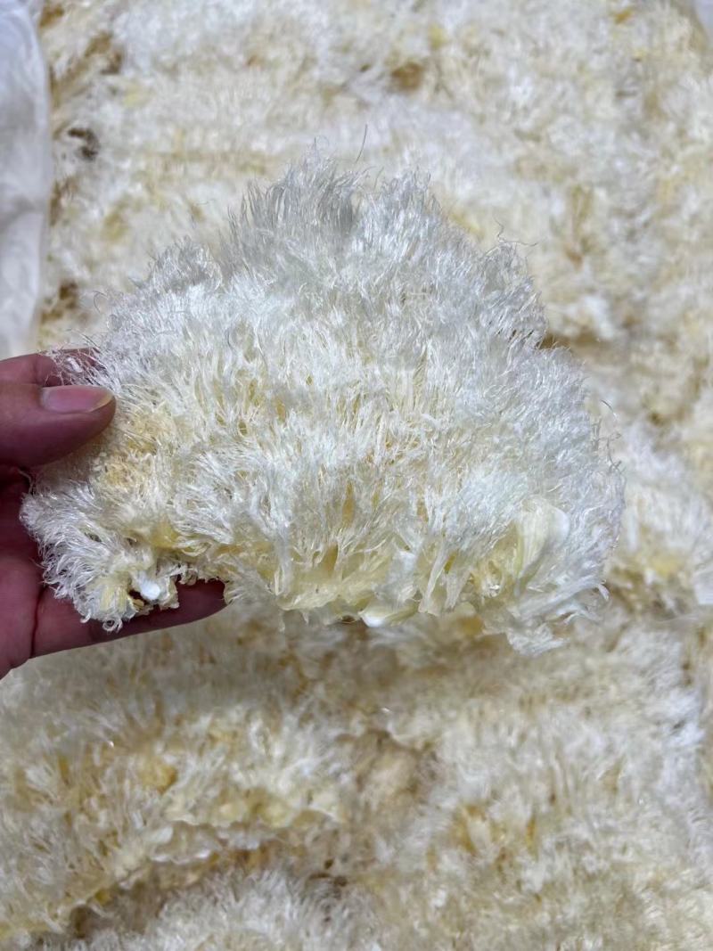 翅花五羊金勾茶勾勿骨鱼翅菊花鱼翅黑角鱼翅各种鱼翅