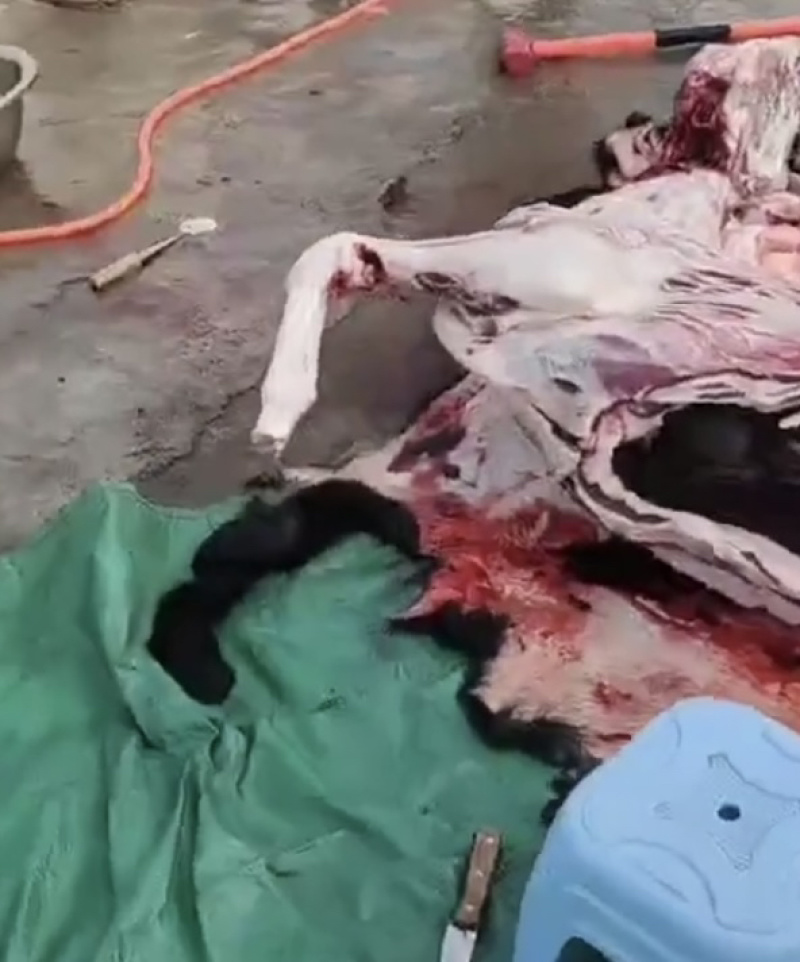 驴肉