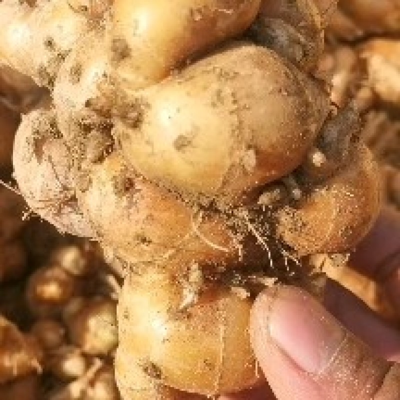 沙姜个头大，够黄，排姜，味道浓郁，需要请联系