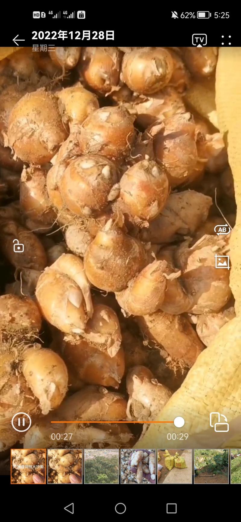 沙姜个头大，够黄，排姜，味道浓郁，需要请联系