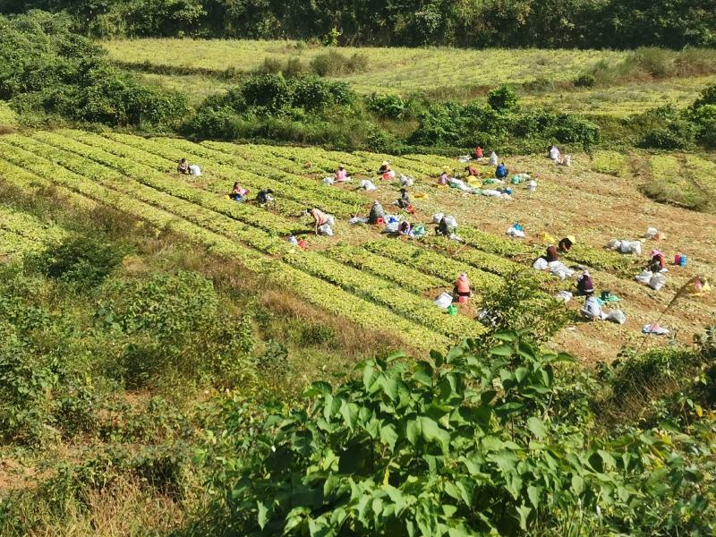 产地直销特大特靓沙姜，个头大，够靓，够黄，味道浓郁