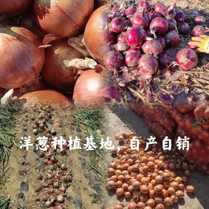 甘肃洋葱种植基地，各种洋葱红黄紫皮，自产自销，一手货源，