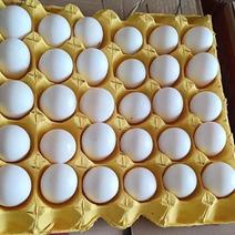 阿德老农民白壳乌鸡蛋，大，中，小及双黄蛋