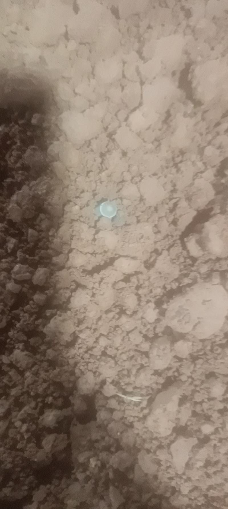 黑皮鸡枞菌，江华基地直供，全国发货，一手货源