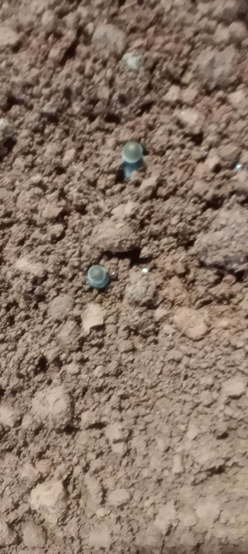 黑皮鸡枞菌，江华基地直供，全国发货，一手货源
