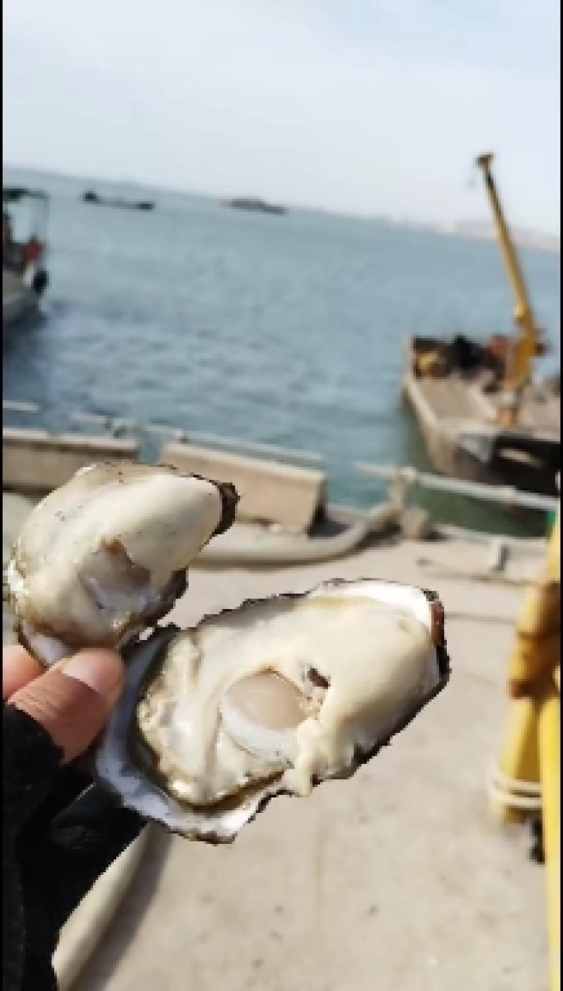 乳山生蚝刺身级生蚝养殖户一手货产地直供团购批发海蛎子