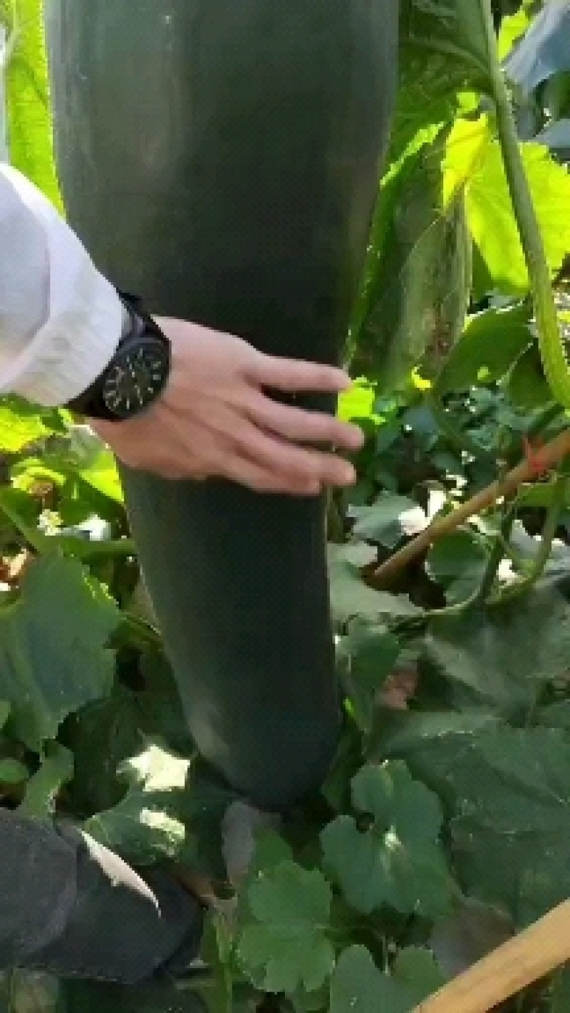 海南昌江黑皮冬瓜大量上市有需要的老板联系