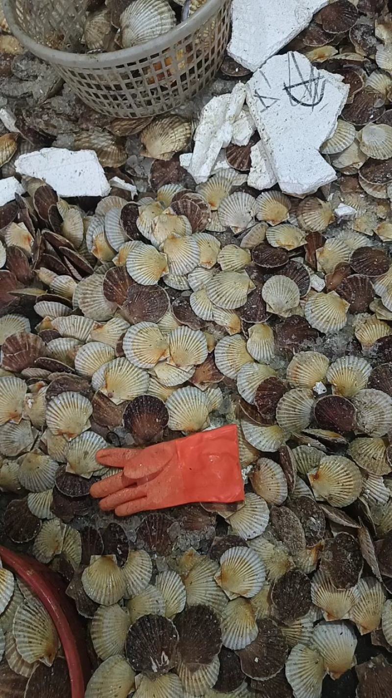 大扇贝