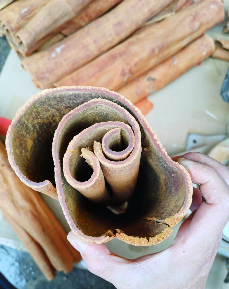 越南清化紫油桂桂皮长短大小多种规格
