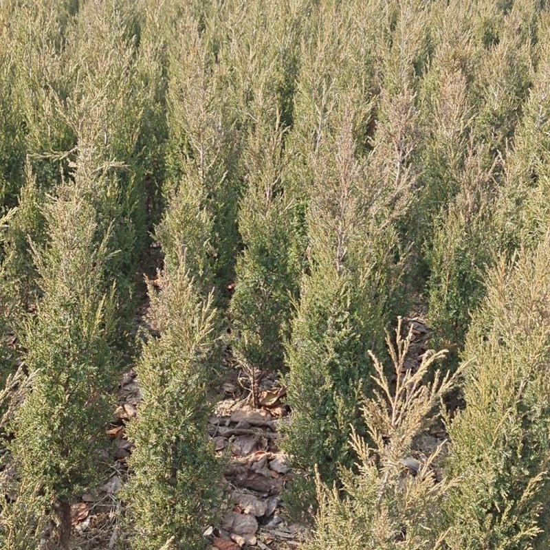 优质柏树高度40公分一4米有售专业种植易成活