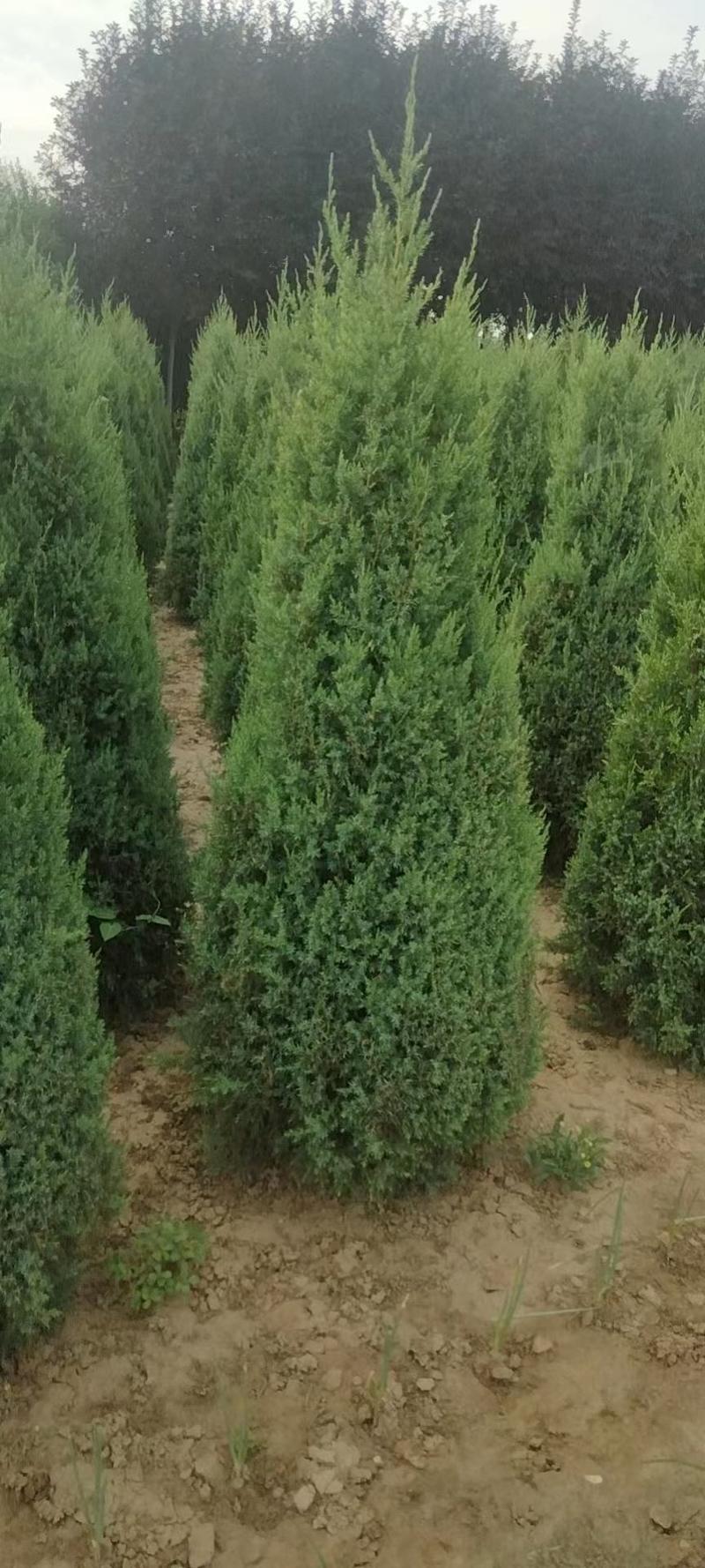 优质柏树高度40公分一4米有售专业种植易成活