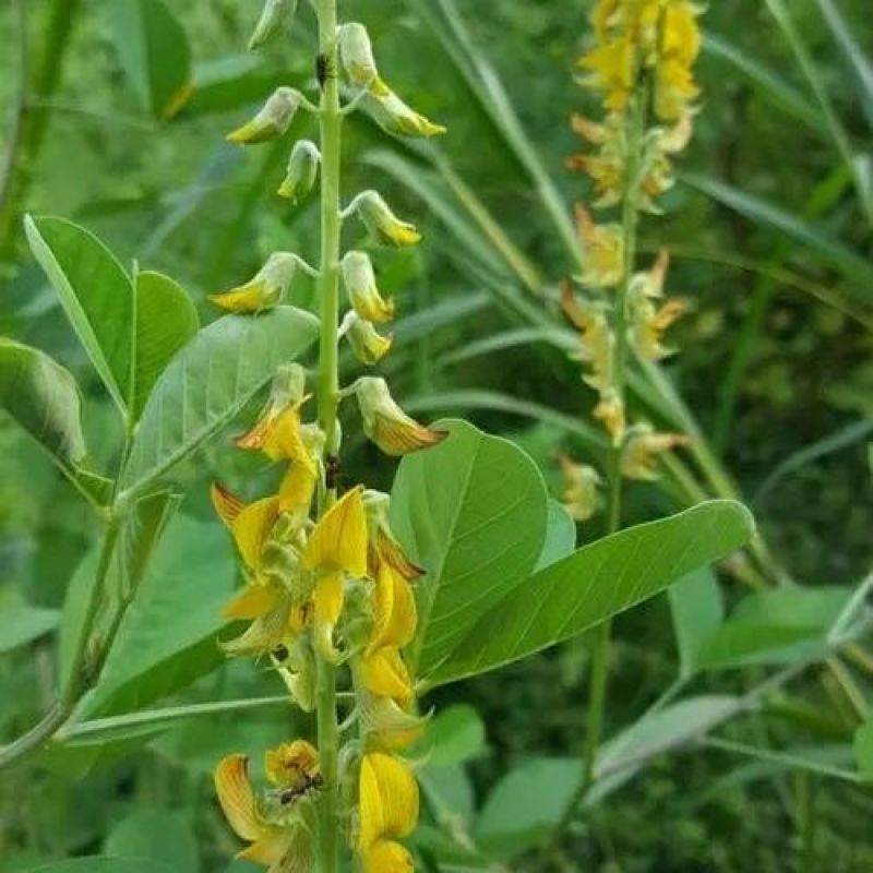 猪屎豆种子，多年生草本植物耐寒耐旱灌木花期长园林绿化苗木