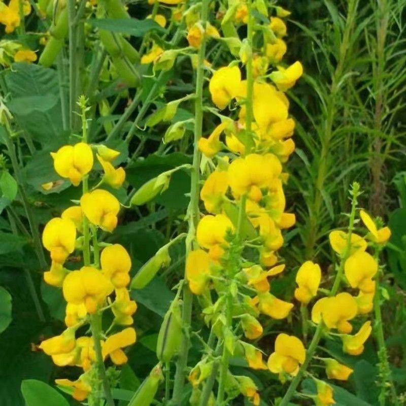 猪屎豆种子，多年生草本植物耐寒耐旱灌木花期长园林绿化苗木